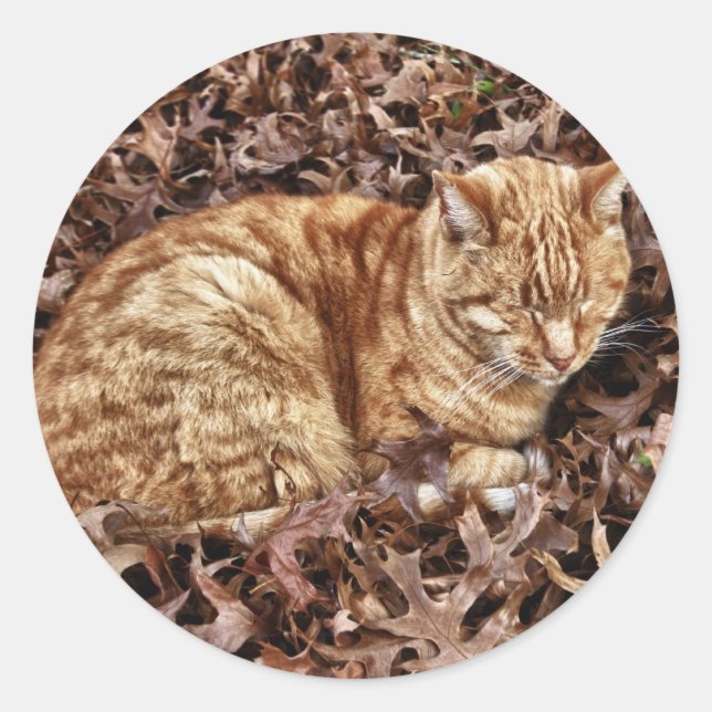 Autumn Cat Classic Round Sticker (Front)