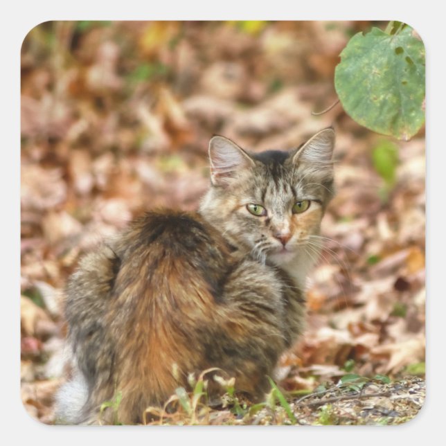 Autumn Cat Square Sticker (Front)