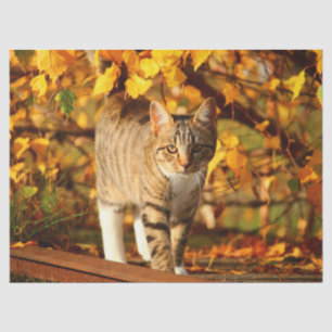 autumn cat tissue paper