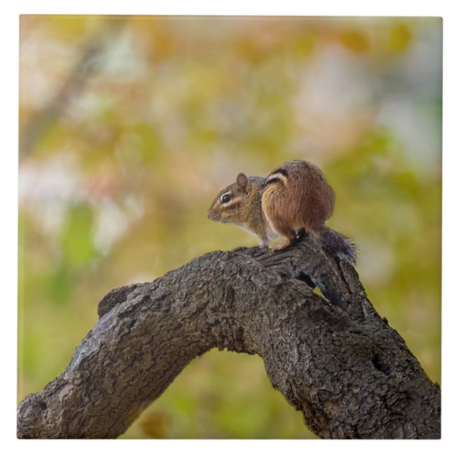 Autumn Chipmunk Ceramic Tile (Front)
