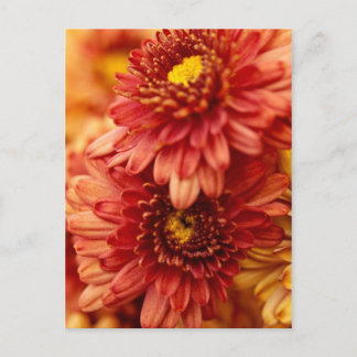 Autumn Chrysanthemum Flowers - Red and Gold Postcard