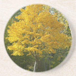 Autumn Coaster