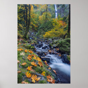 Autumn Color Along Starvation Creek Falls Poster