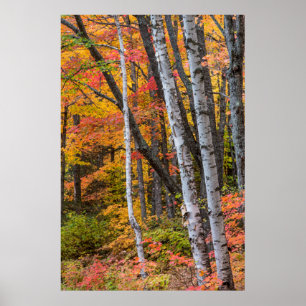 Autumn Color In The Forest Near Copper Harbor Poster