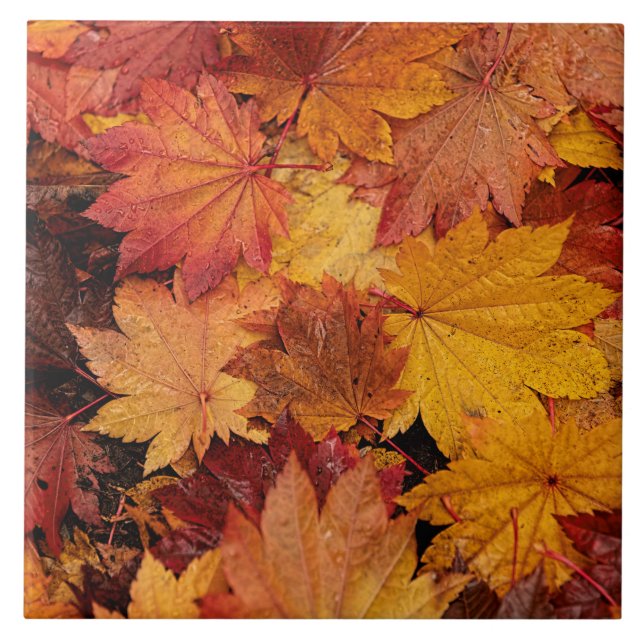 AUTUMN COLORS OF GOLD CERAMIC TILE (Front)