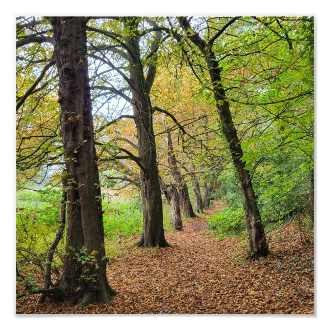 Autumn Colors  Photo Print (Front)