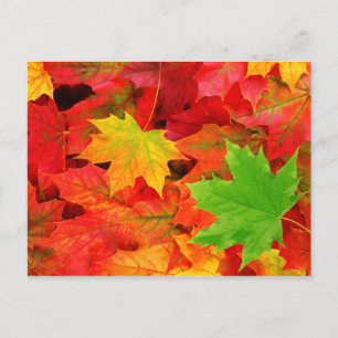 Autumn colors postcard
