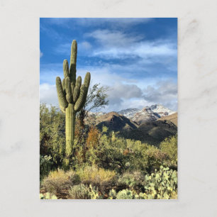 Autumn Colors Saguaro Sabino Canyon Postcard