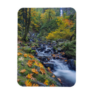 Autumn Colour Along Starvation Creek Falls Magnet