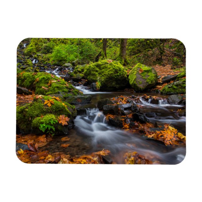Autumn colour along Starvation Creek Falls Magnet (Horizontal)