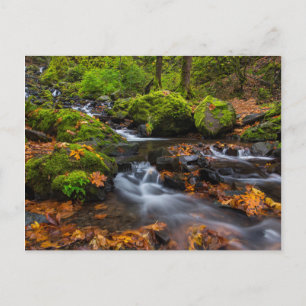 Autumn colour along Starvation Creek Falls Postcard