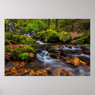 Autumn colour along Starvation Creek Falls Poster