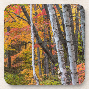 Autumn Colour In The Forest Near Copper Harbour Coaster