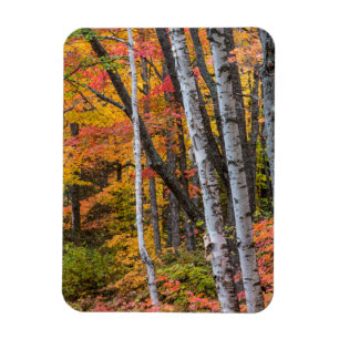 Autumn Colour In The Forest Near Copper Harbour Magnet