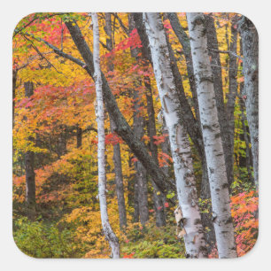Autumn Colour In The Forest Near Copper Harbour Square Sticker