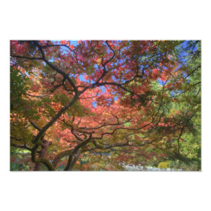 Autumn colour Maple trees, Victoria, British 3 Photo Print