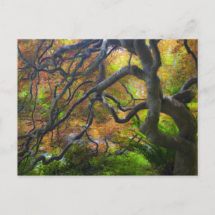 Autumn colour Maple trees, Victoria, British 3 Postcard