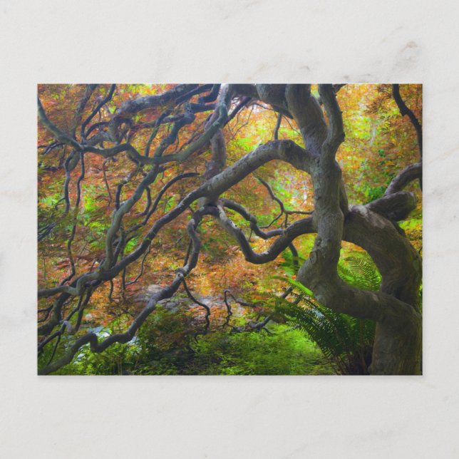 Autumn colour Maple trees, Victoria, British 3 Postcard (Front)