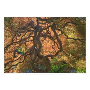 Autumn colour Maple trees, Victoria, British Photo Print