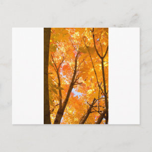 Autumn Colour Mood Postcard