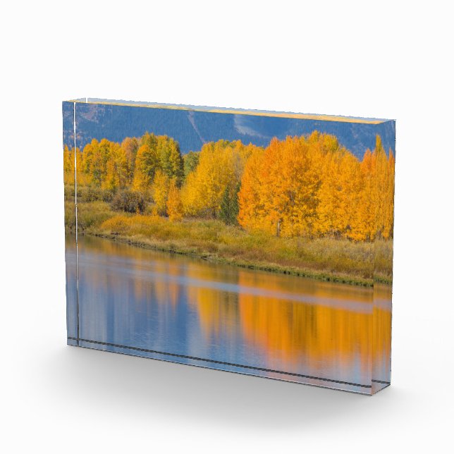 Autumn Coloured Aspen Trees Photo Block (Right)