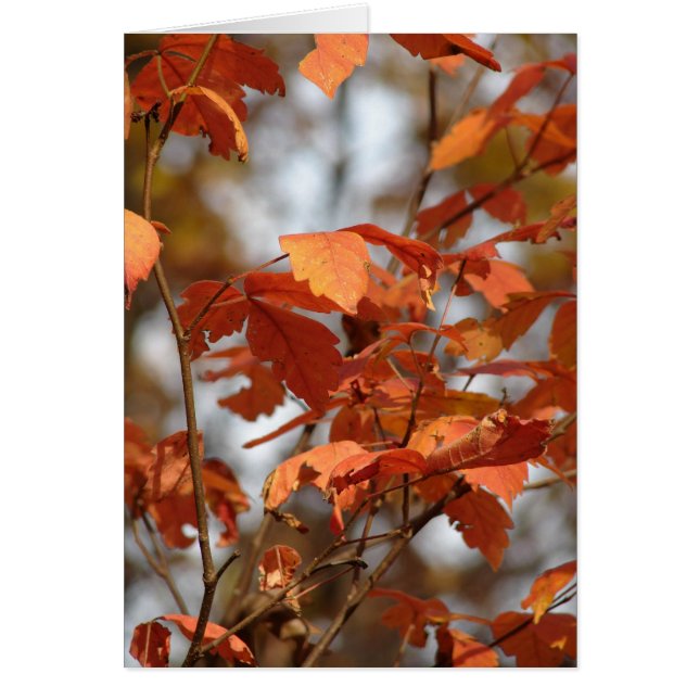 Autumn Colours (Front)