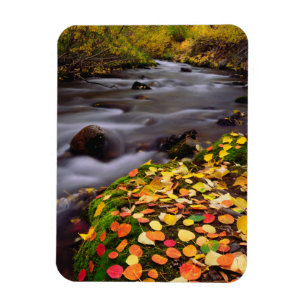 Autumn Colours along McGee Creek Magnet