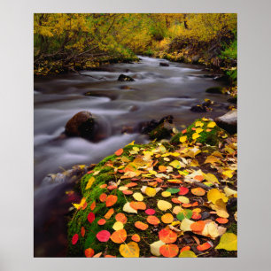 Autumn Colours along McGee Creek Poster