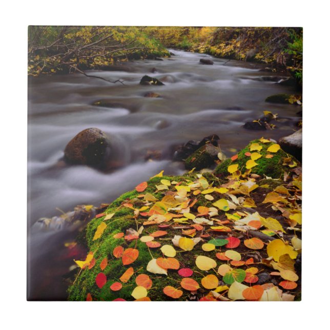 Autumn Colours along McGee Creek Tile (Front)