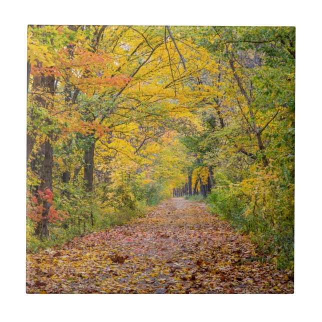 Autumn Colours At Independence State Park Ceramic Tile (Front)