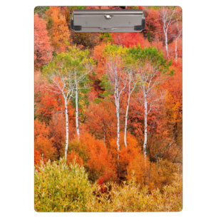 Autumn Colours In Rocky Mountains, Wyoming, USA Clipboard