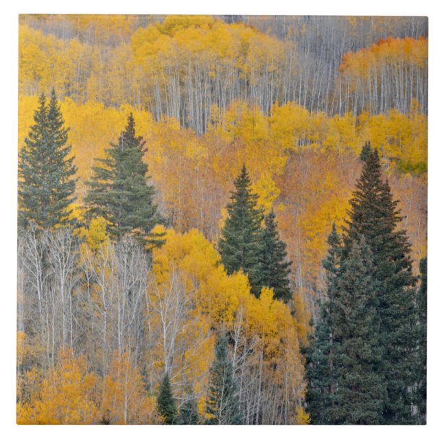 Autumn Colours on Aspen Groves Ceramic Tile (Front)