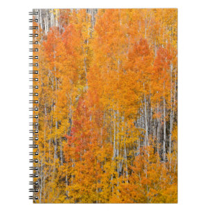 Autumn Colours on Aspen Groves Notebook