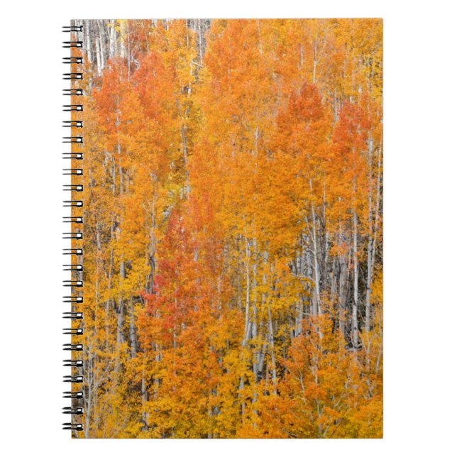 Autumn Colours on Aspen Groves Notebook (Front)