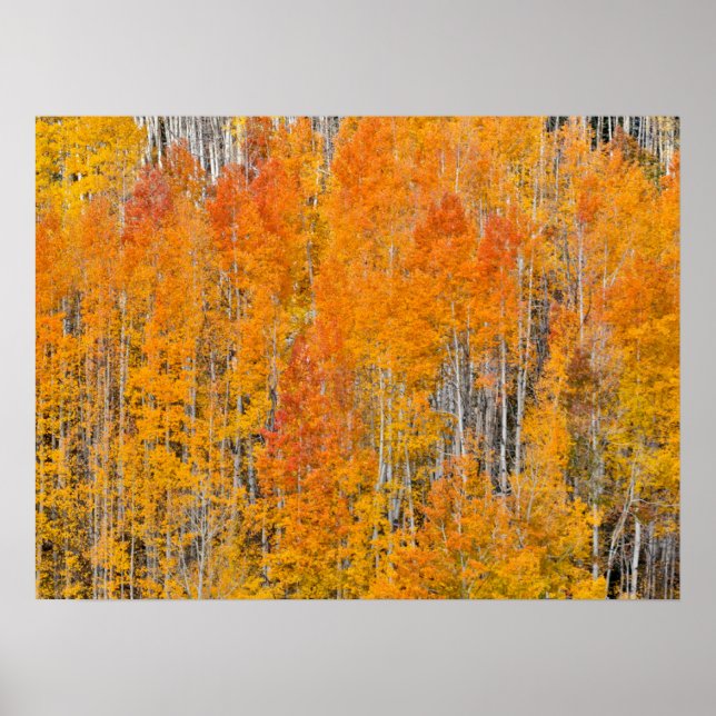 Autumn Colours on Aspen Groves Poster (Front)