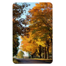 Autumn Colours on Country Road