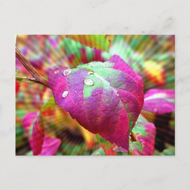Autumn Colours Postcard (Front)