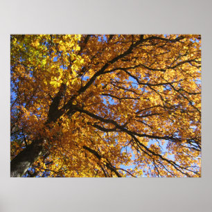 Autumn colours poster
