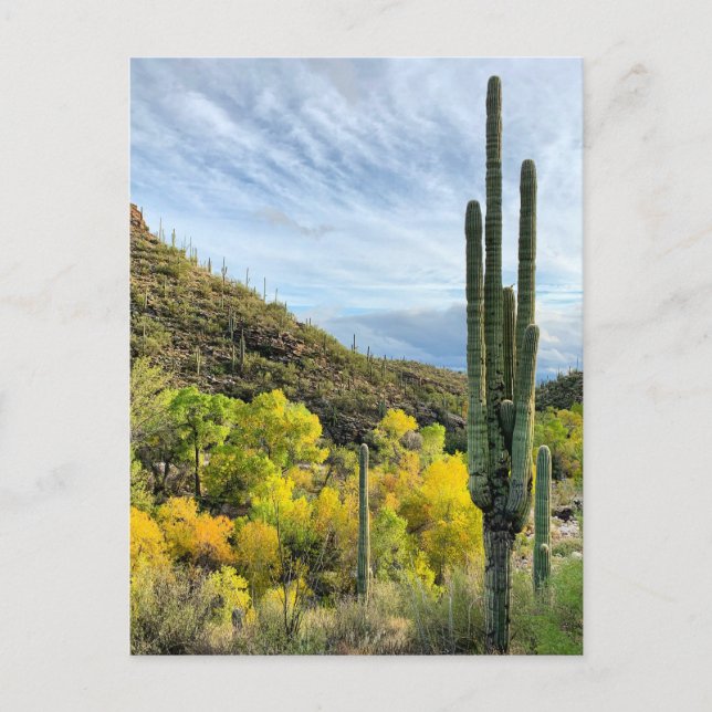 Autumn Colours Saguaro Sabino Canyon Postcard (Front)