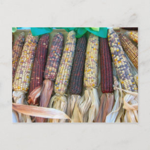 Autumn Corn Postcard
