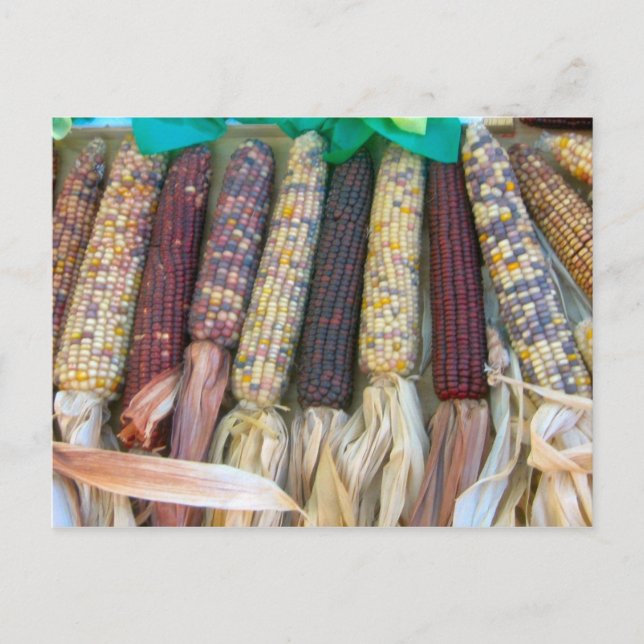 Autumn Corn Postcard (Front)