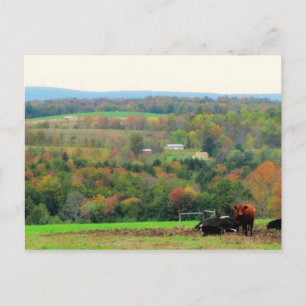 Autumn Cows Postcard