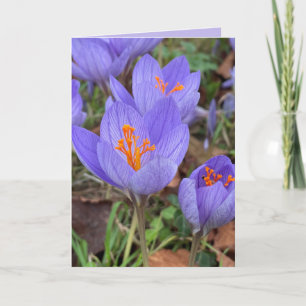 Autumn Crocus Blank Greeting  Card