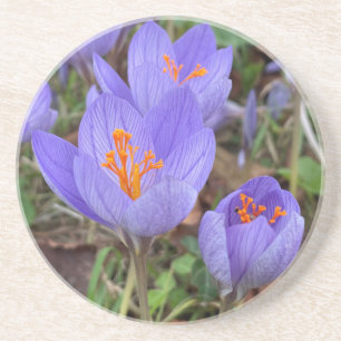 Autumn Crocus Coaster