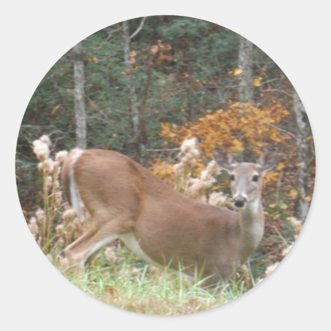 Autumn Deer in Lake Arrowhead GA Classic Round Sticker (Front)
