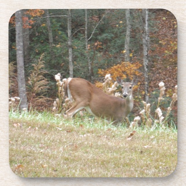 Autumn Deer in Lake Arrowhead GA Coaster (Front)