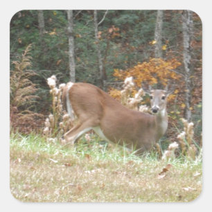 Autumn Deer in Lake Arrowhead GA Square Sticker