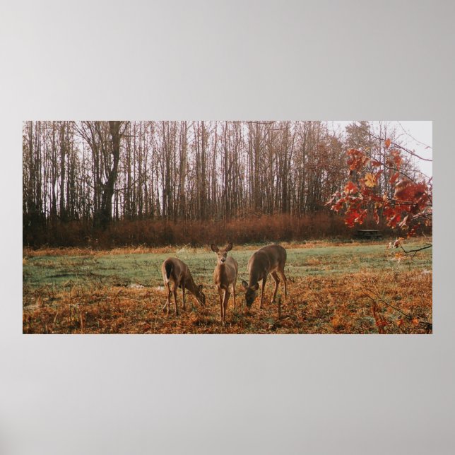 Autumn Deer Poster (Front)