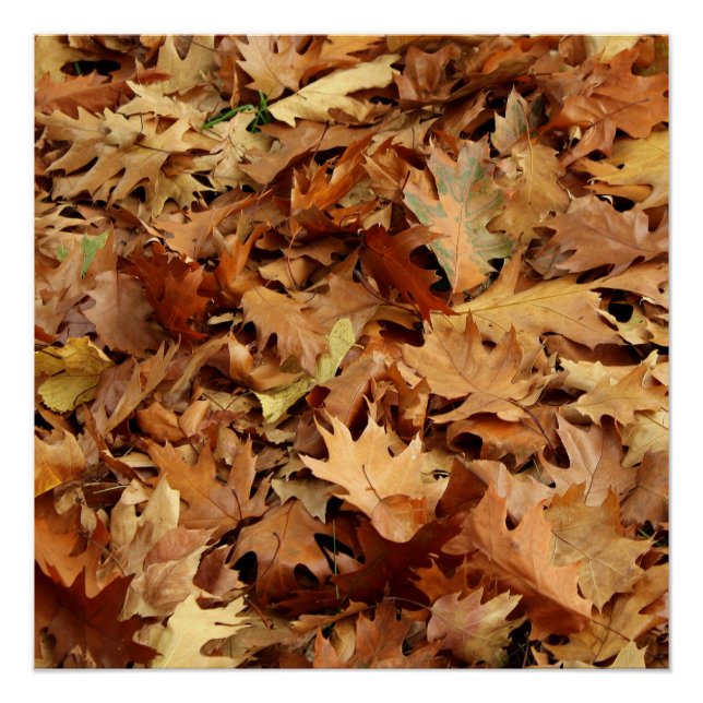 autumn, dry leaves poster (Front)