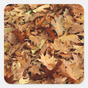 autumn, dry leaves square sticker